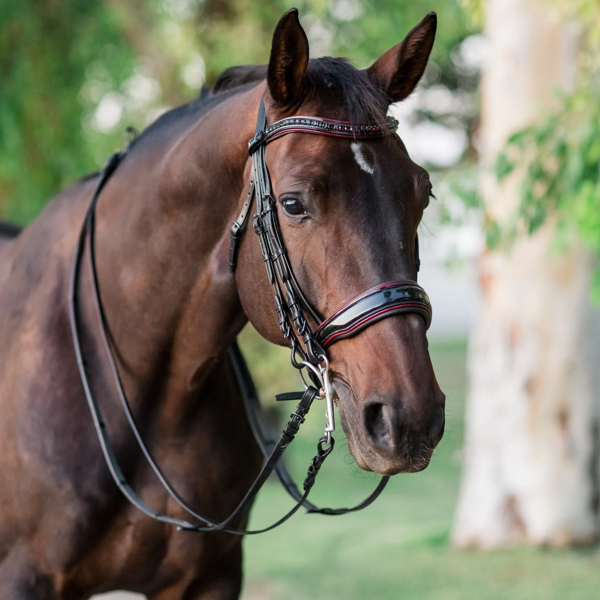 The Hayworth Double - Black Patent Double Bridle with Burgundy Patent Piping